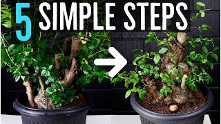 5 Steps to Styling Raw Bonsai Material (YOU Can Do It)