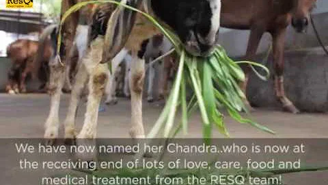 Injured slaughter house sheep gets a second chance