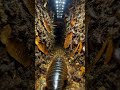 Pill Bug POV: Micro-Camera Journey Inside a Hidden Soil Decomposer Ecosystem