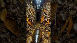 Pill Bug POV: Micro-Camera Journey Inside a Hidden Soil Decomposer Ecosystem