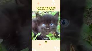 길거리에서 매우 큰 소리로 야옹거리는 아기 고양이 P1