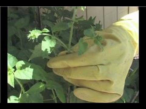 Planting Salvia Sage : Benefits of Salvia Plants
