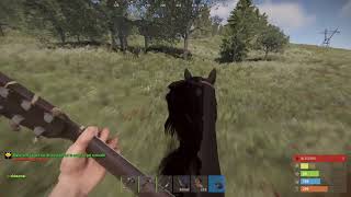 just a regular day in rust