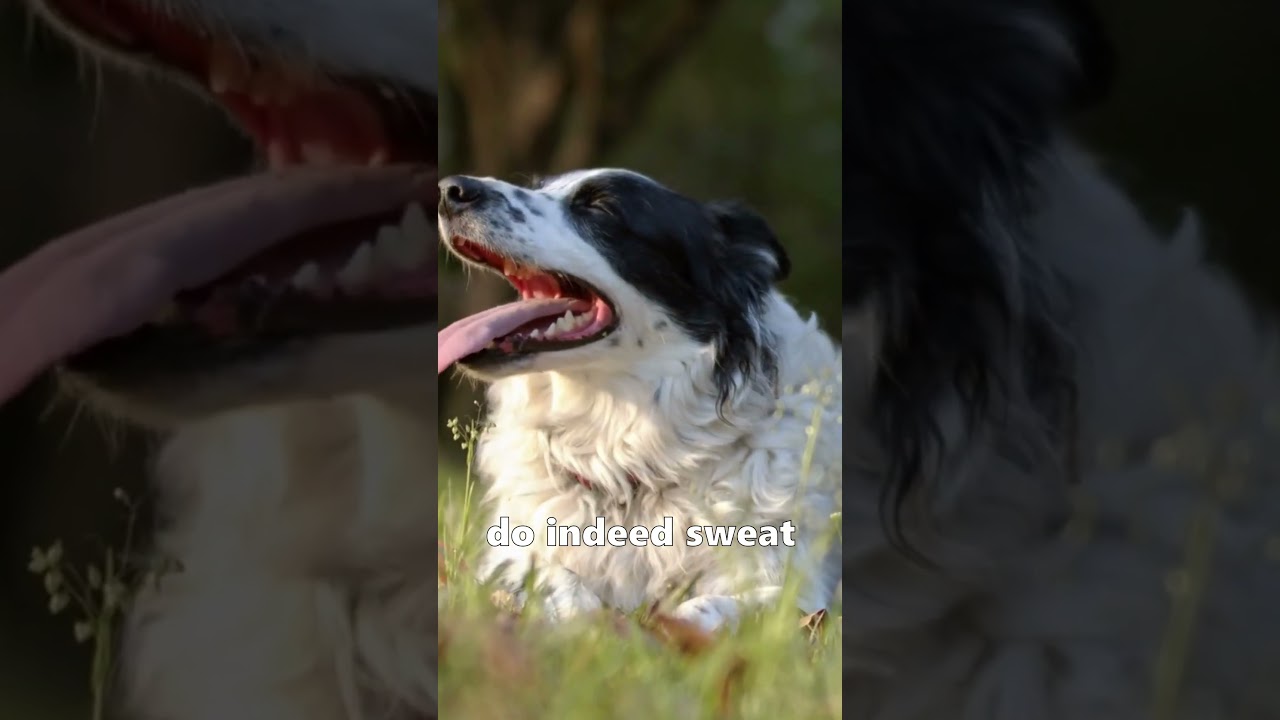 How Your Dog Sweats 🐶 (not what you think)