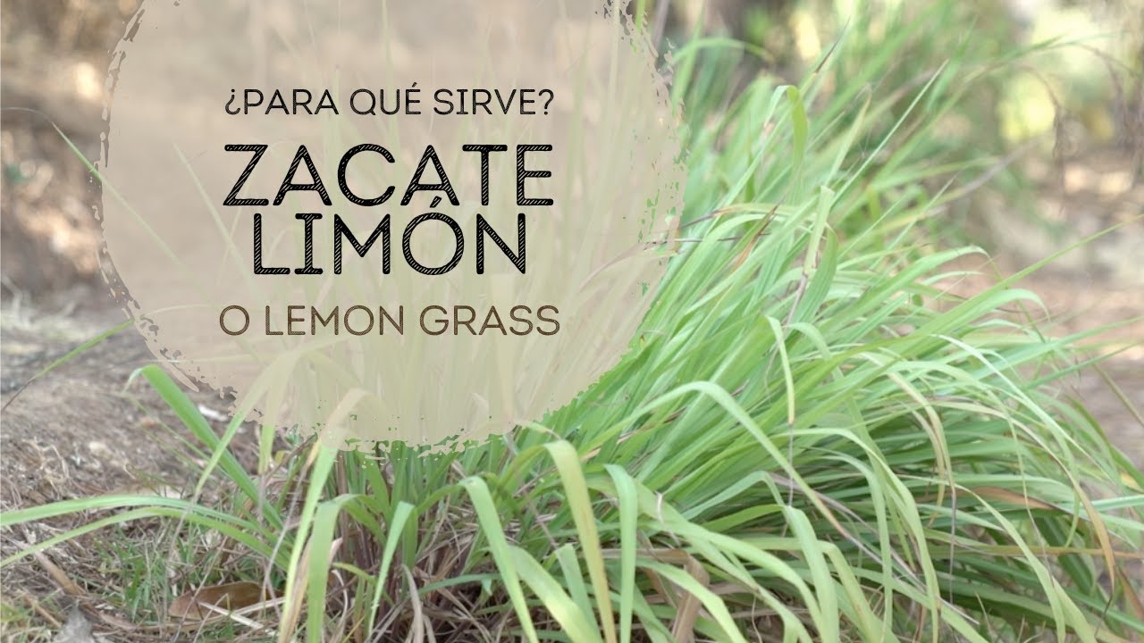Descubre el poder del Lemongrass / Zacate Limón para la salud