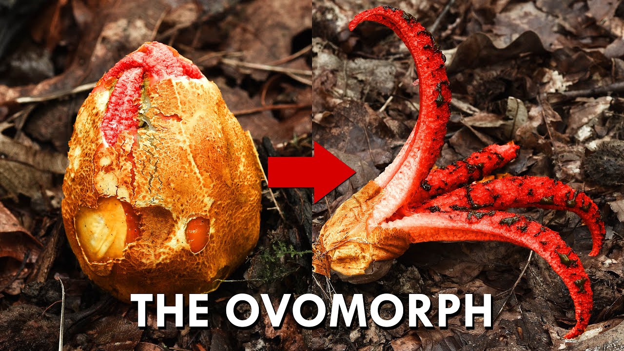 The Devil’s Fingers Fungus Is Straight Out Of Alien