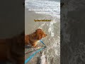 Is that water bothering you king?!! 👑 We'll fight it for you! 💥✋ #Dog #GoldenRetriever #Beach #Pets
