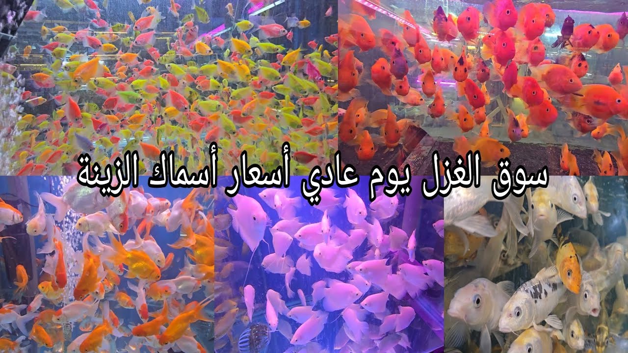 جولة في سوق الغزل انواع كثيرة من أسماك الزينة والاحياء المائية النادرة والجميلة 2024/8/27