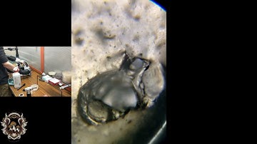 Single Spore/Monokaryotic Isolation Viewing for Clamp Connection Potential Monokaryon Isolate Part 1