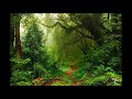 Звуки тропического леса 6 часов