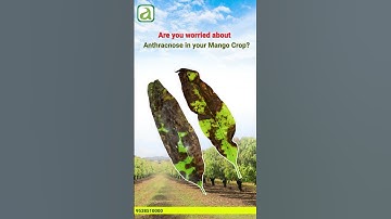 Worried About Anthracnose in Your Mango Crop? Here’s How to Control It! #farming #agriculture #crop