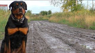 видео: Гуляем по грязи.  Ротвейлер картинка: Гуляем по грязи.  Ротвейлер