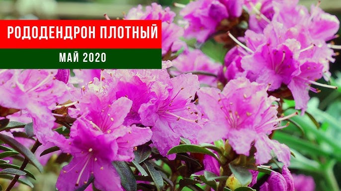 Рододендрон Скарлет Вондер: описание сорта, характеристики, посадка и ...