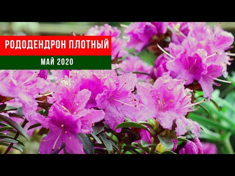 Video: Rhododendron Schlippenbach (27 Kuvaa): 