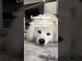 Никогда, г когда не покупайте там собаку! Продолжение в комментариях 👇