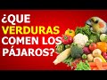 ¡¡DEBES DAR ESTAS VERDURAS a tus PÁJAROS!! 🐤 VERDURAS PARA PÁJAROS