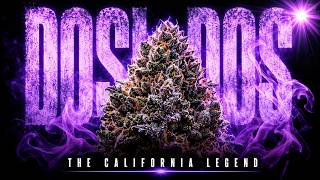 Do-Si-Dos: The California Strain Behind Half the Strains You Know