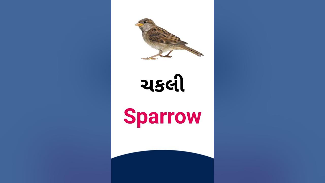 duck-meaning-in-gujarati-english-dictionary-youtube