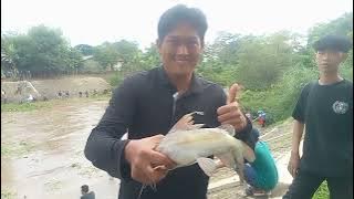 IKANYA BANYAK  RATUSAN WARGA BERBURU MENANGKAP IKAN DI BENDUNG CIJENGKOL DI KURAS