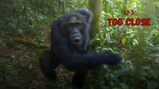 Wild Chimp Charges Me Inside Uganda's Kibale Forest | Ep. 3