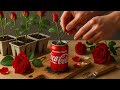 How To Propagate Roses With Coca Cola Unique Simple And Effective