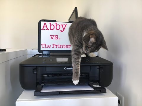 Cat vs Printer