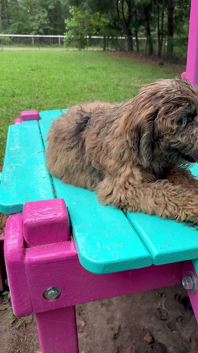 Delilah F1 B miniature goldendoodle #minigoldendoodle #puppy #minidoodle #goldendoodle