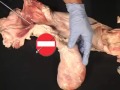 Tekhnik Inseminasi Buatan