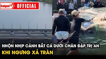 Nhộn nhịp cảnh bắt cá dưới chân đập Trị An khi ngưng xả tràn | Tin tức SaigonTV
