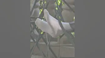 Candid Grey Dress Socks
