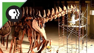 Gigantic Dinosaur Skeleton Assembled in 60 Seconds!