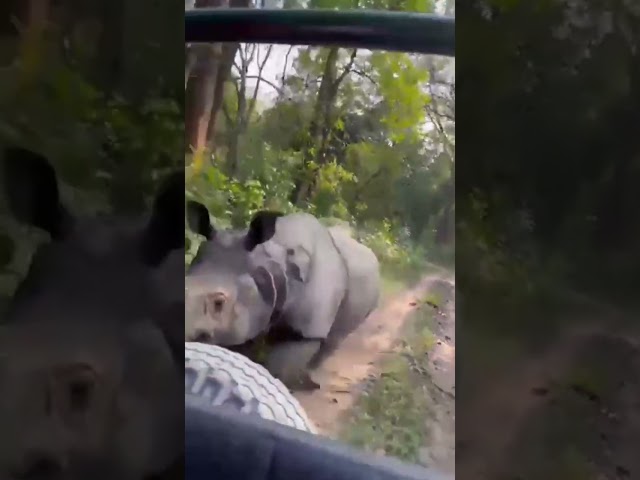rhino attack at Manas National park madangudi  (short video) class=