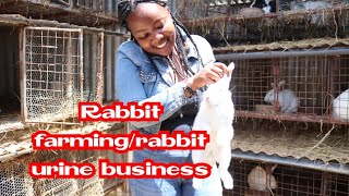 Rabbit farming in Kenya/ A rabbit goes for 5000ksh/ Cashing it big with rabbit urine#cuniculture