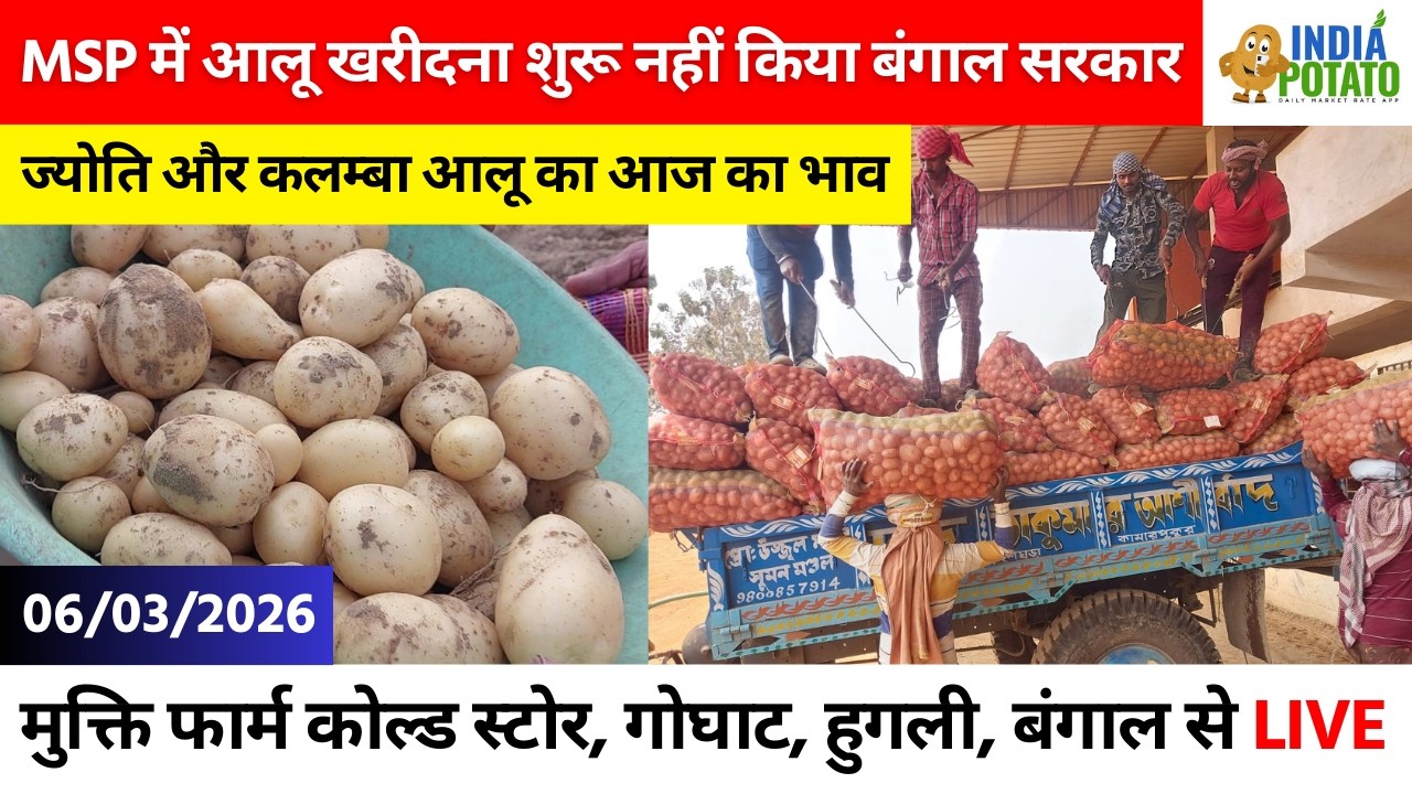 06/03/2026 : बंगाल की गोघाट का आज का नया आलू का भाव| Potato Price in Goghat, W.B - India Potato News