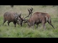 Rutting action 2017