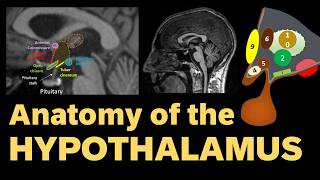 Anatomy of the Limbic System, part 4: The Hypothalamus