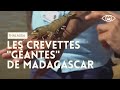 Crevettes de Madagascar : à l'ombre de la mangrove - Thalassa (reportage complet)