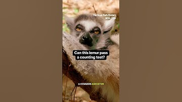 Can lemurs count? #shorts #lemur #math
