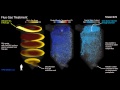 CFD Simulation of Flue Gas Desulfurization