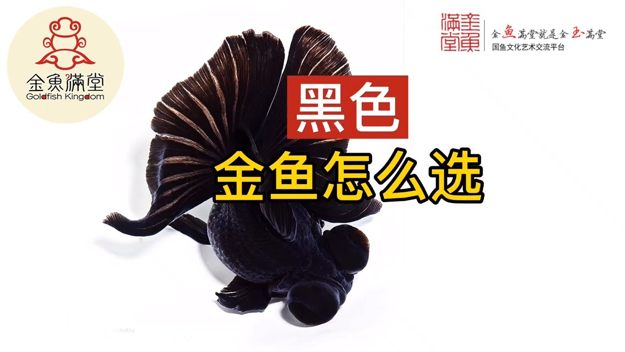 金鱼花色第6集 金鱼黑色如何挑选 Youtube