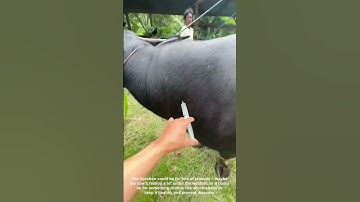 Dokter Hewan Memberikan Suntikan pada Sapi untuk Kesehatan dan Kesejahteraan