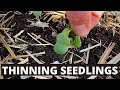 HOW TO THIN SEEDLINGS and my microgreen salad