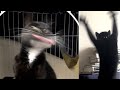 Funniest cat and dogs 2021  try not to laugh   chris pets