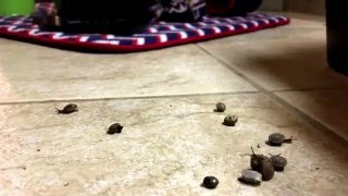 Snail Races with Time lapse Resimi