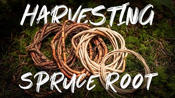 Harvesting roots for basket weaving | Spruce Root Harvesting