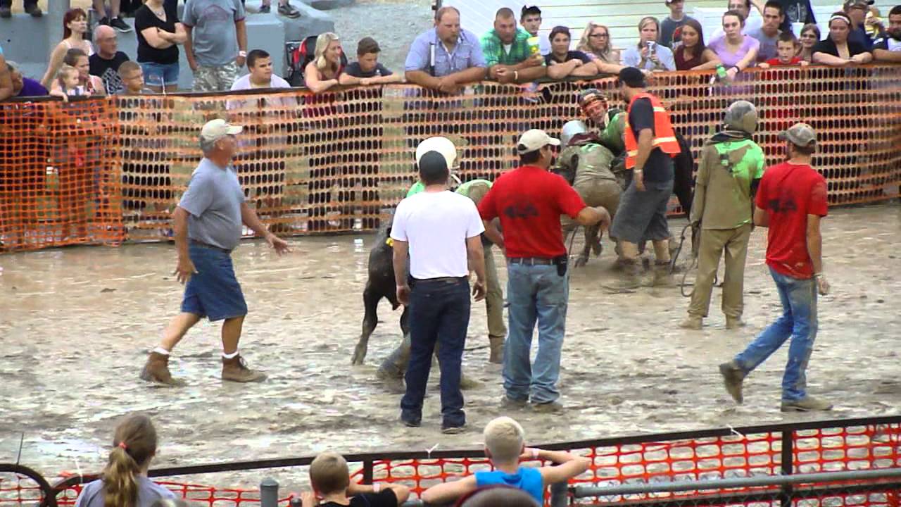 Into The Circle Drew At Champaign County Fair Calf Scramble 2015 into-the-circle-drew-at-champaign-county-fair-calf-scramble-2015