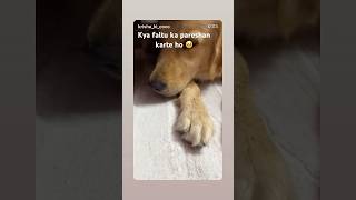 Chor kon pakdega 😍 #viralshort #funny #goldenretreiver #pets #cuteanimal #funnycutebaby #trending