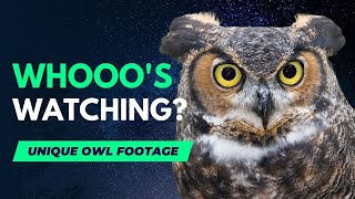 Owls Up Close  🦉🌙🌠 A Video Compilation of God's Nocturnal Birds