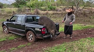 Download Lagu buscando o cachaço moura // vai aposentar agora MP3 Download Lagu buscando o cachaço moura // vai aposentar agora MP3