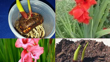 Quando se planta gladíolos?